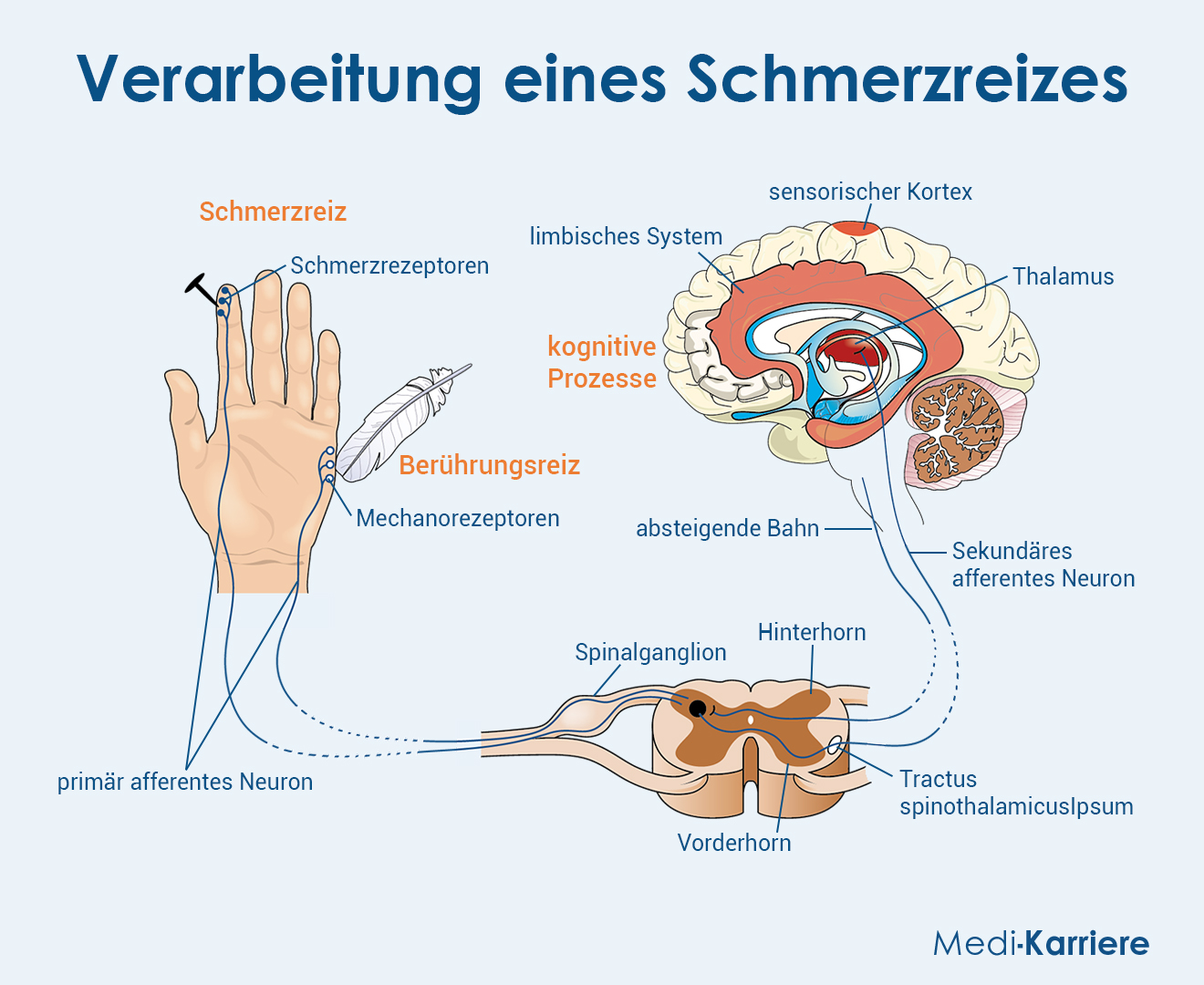 Schmerzrezeptoren Grafik