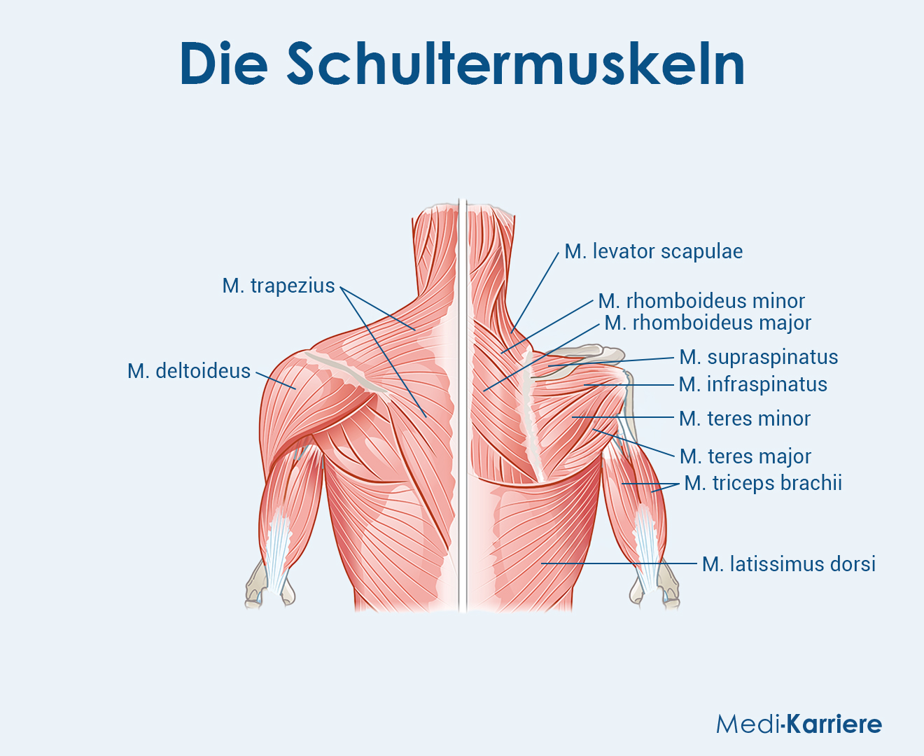 Schultermuskulatur Grafik