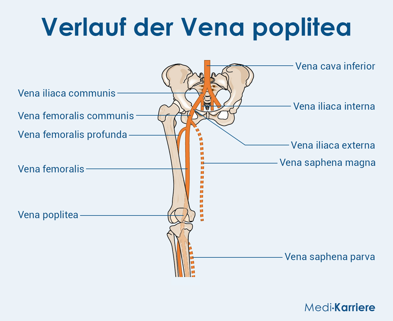 Vena Poplitea Grafik