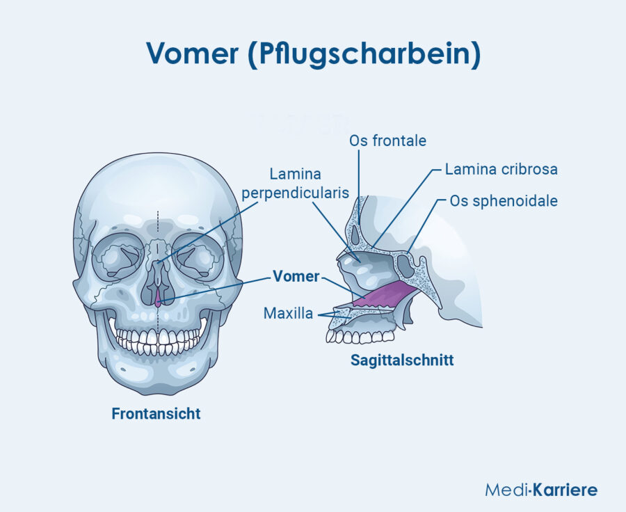 Vomer.Grafik