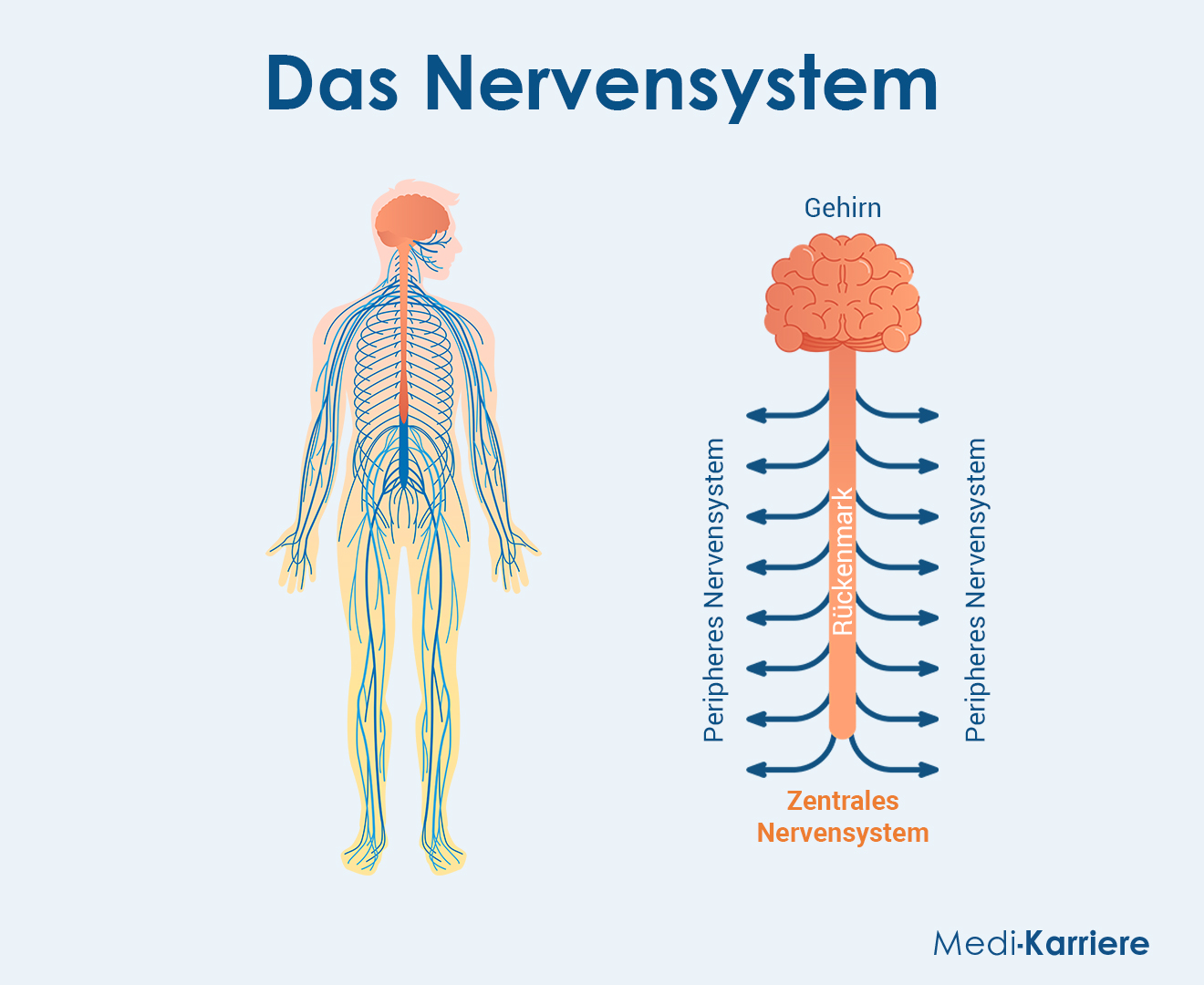 Zentral Grafik