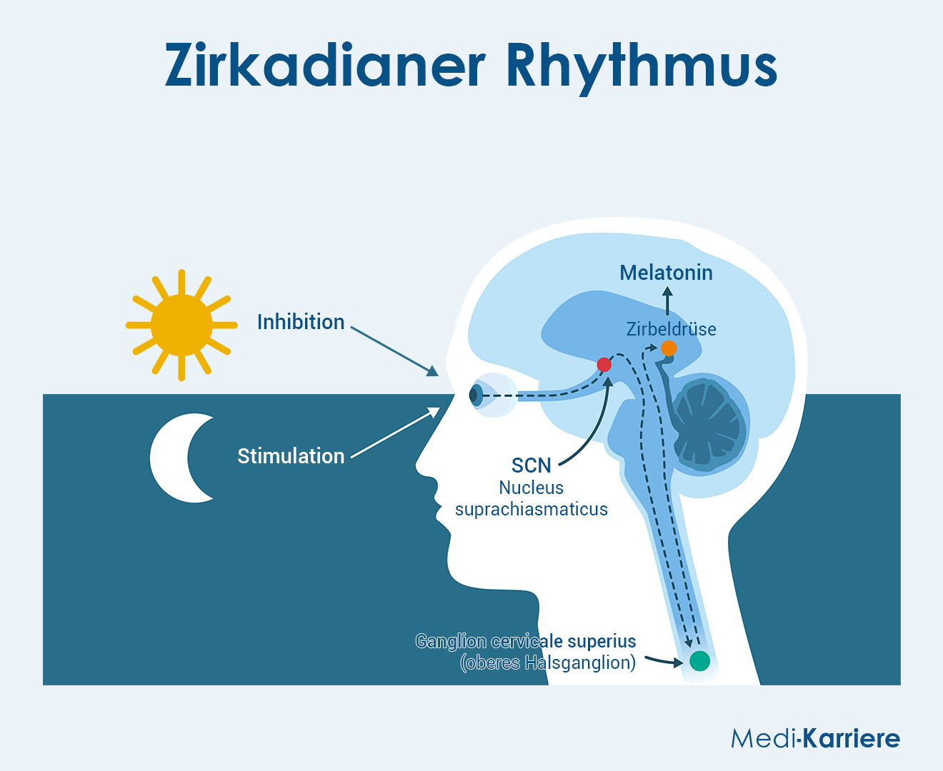 Zirkadianer Rhythmus Grafik