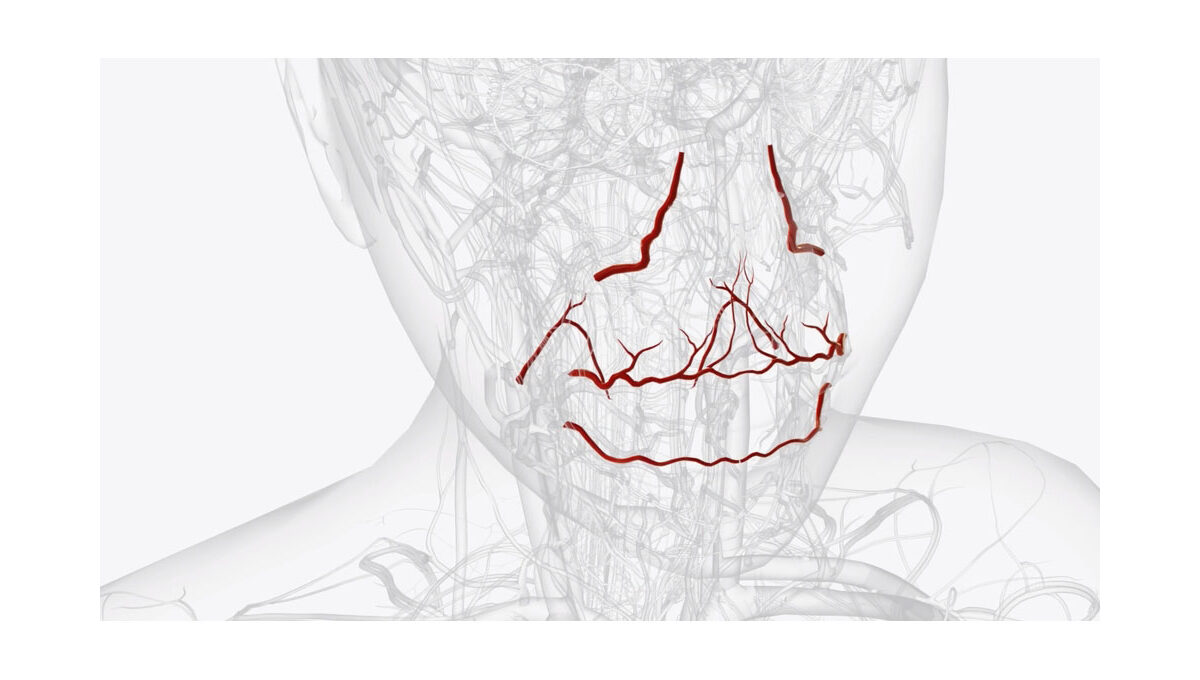 Branches,Of,Facial,Artery,3d,Medical