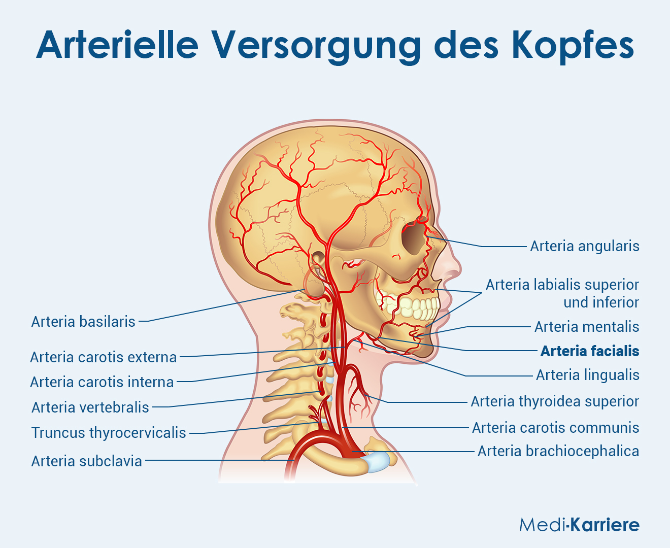 Arteria Facialis Grafik