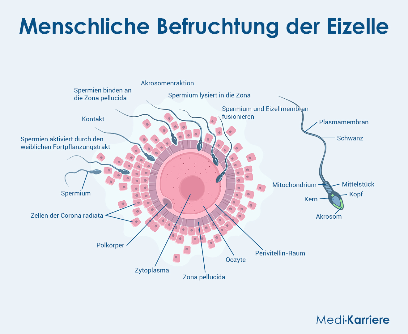 Befruchtung 1 Grafik