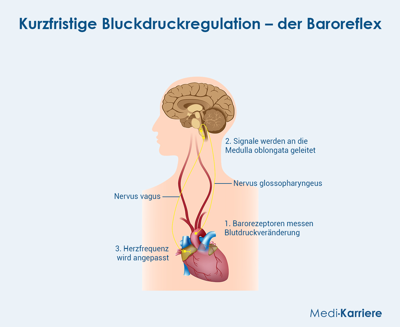 Blutdruck Grafik