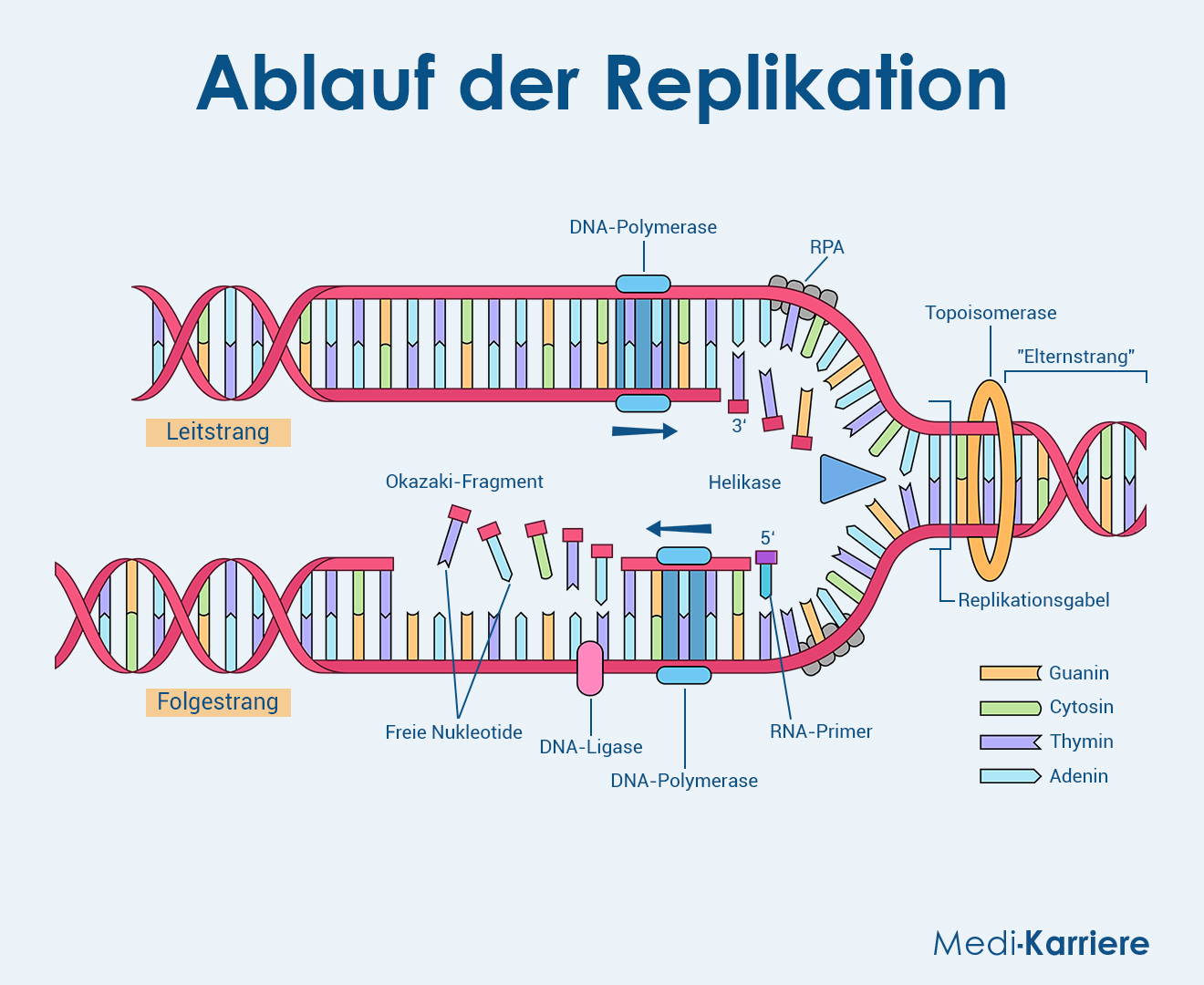 DNA Replikation Grafik