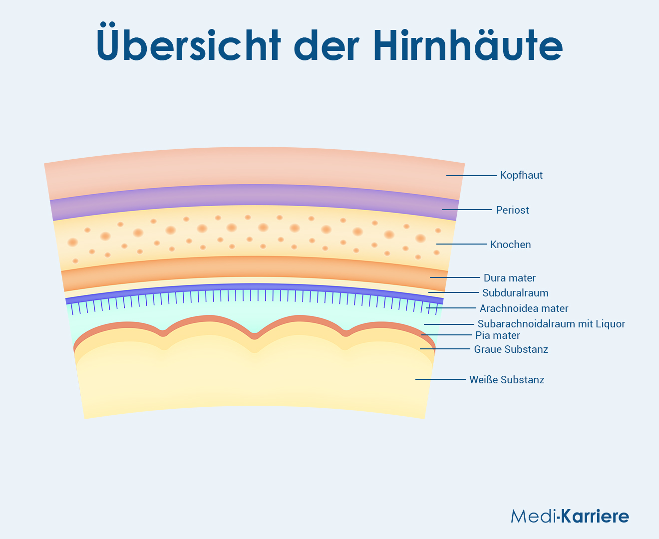 Leptomeninx Grafik