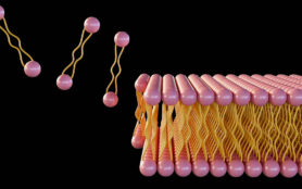 3d,Rendering,Of,Lipid,Monolayer,Is,A,Type,Of,Cell