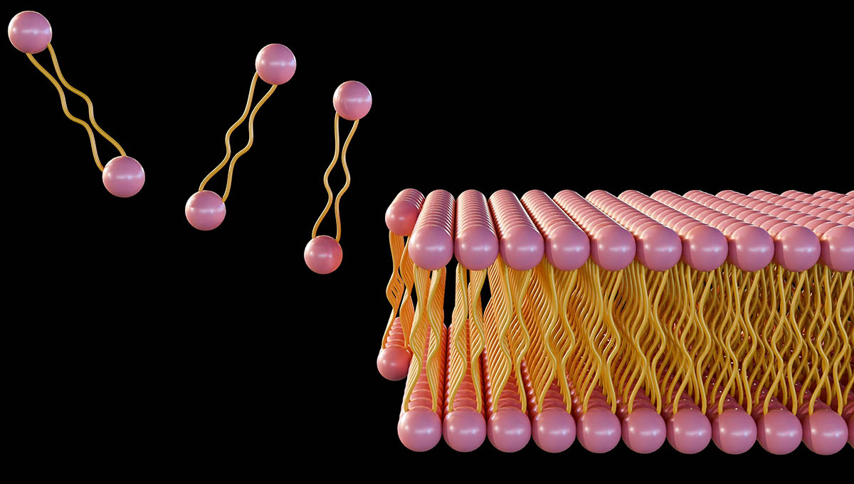 3d,Rendering,Of,Lipid,Monolayer,Is,A,Type,Of,Cell