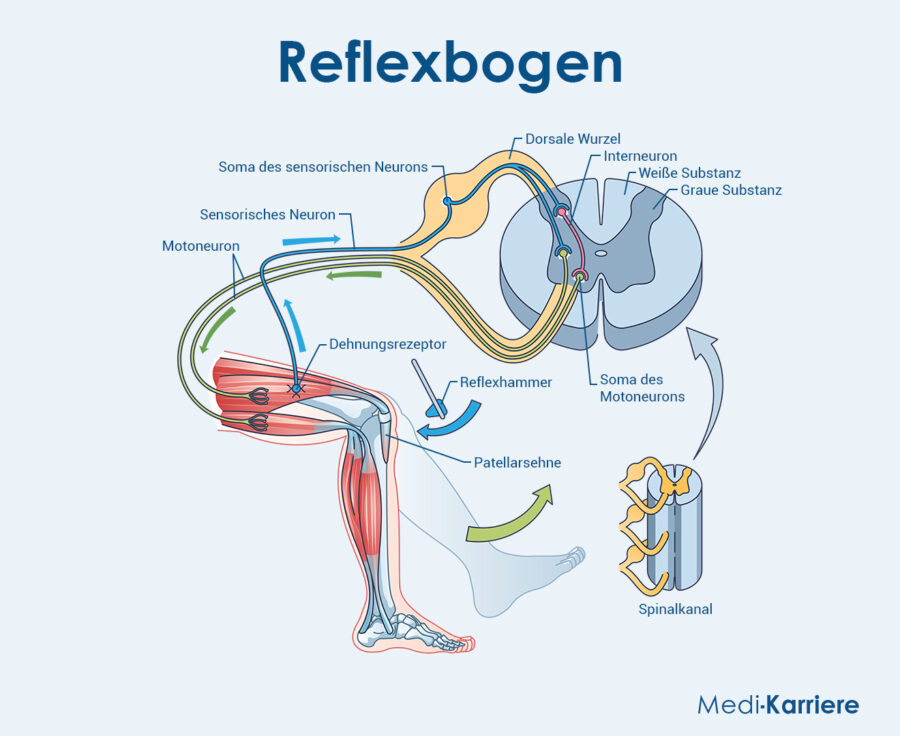 Reflex Grafik