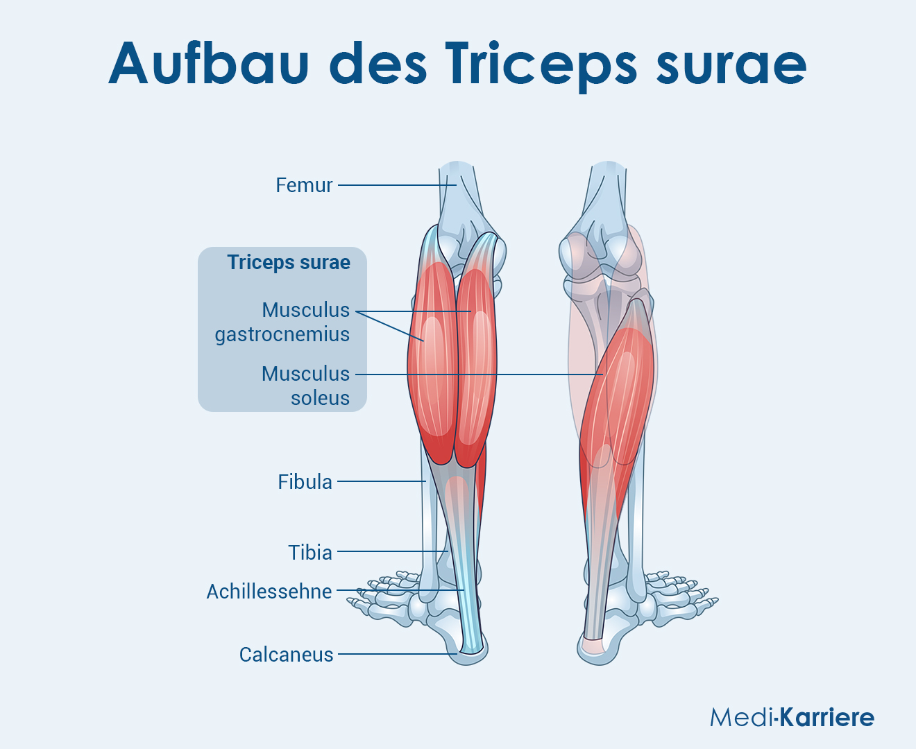 Triceps Surae Grafik