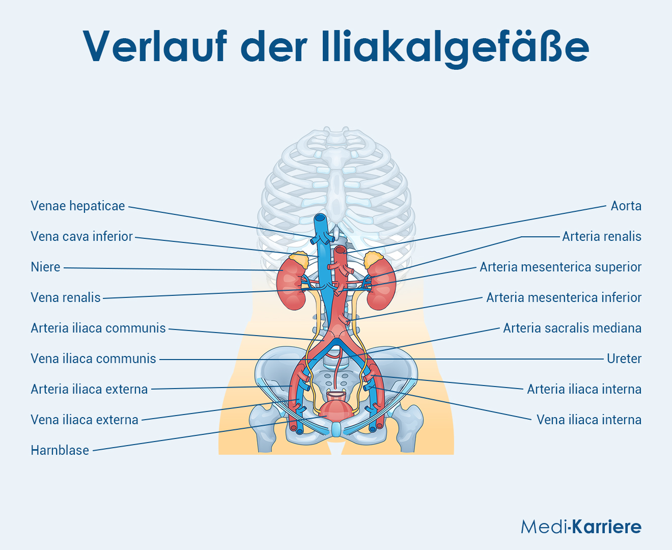 Vena Iliaca Grafik